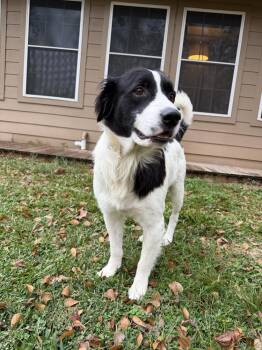 Border Collie and Labrador Retriever Dogs Available for Adoption in Brewster, New York - Toni | PetCurious