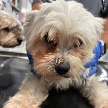 Little Man -  Maltese Dog for Adoption in Northbrook, Illinois - Little Man | PetCurious