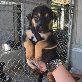 Sparkle -  Mixed Breed Dog for Adoption in New York, New York - Sparkle | PetCurious
