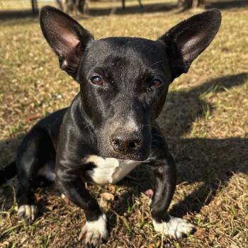 Rescue Dachshund and Bulldog Dogs for Adoption in Valdosta, Georgia - Martini | PetCurious