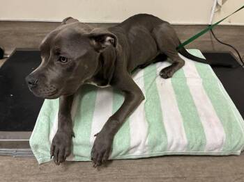 Pit Bull Terrier and Mixed Breed Dogs Available for Adoption - TRINITY | PetCurious