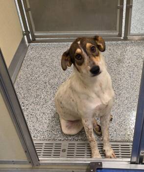 Clover -  Terrier Dog for Adoption in Athens, Tennessee - Clover | PetCurious