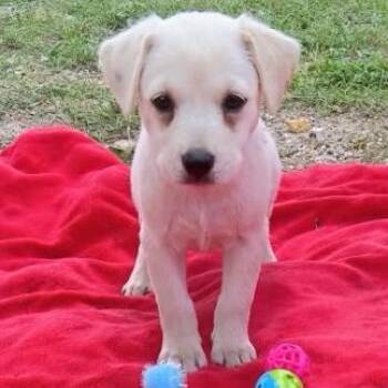 Mina -  Labrador Retriever and Mixed Breed Dog for Adoption in West Islip, New York - Mina | PetCurious