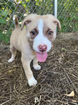 Ram -  Akita and Terrier Dog for Adoption - Ram | PetCurious