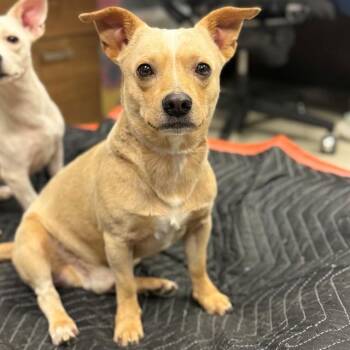 PUTTER -  Chihuahua Dog for Adoption in Conroe, Texas - PUTTER | PetCurious