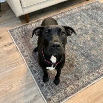 Alaska Belle All Around Angel -  Labrador Retriever and American Staffordshire Terrier Dog for Adoption in Friendswood, Texas - Alaska Belle All Around Angel | PetCurious