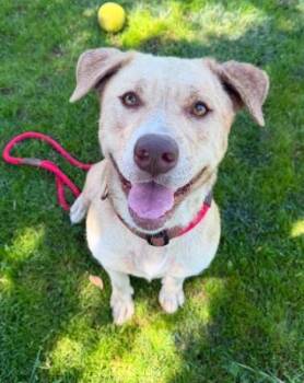 Agnes -  Labrador Retriever and Pit Bull Terrier Dog for Adoption in Santa Paula, California - Agnes | PetCurious