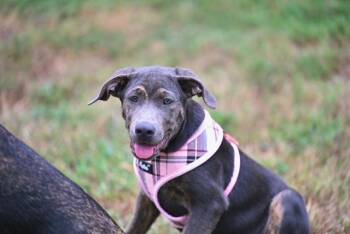 Maggie -  Shepherd and Catahoula Leopard Dog Dog for Adoption in Falmouth, Maine - Maggie | PetCurious
