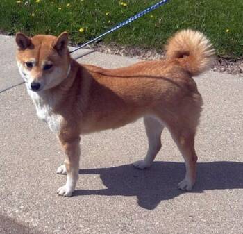 Shiba Inu Dogs Available for Adoption in Elyria, Ohio - AKI (ohiosdrescue@gmail.com) | PetCurious