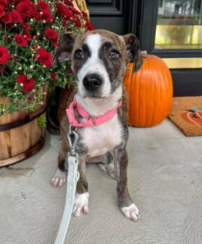Pippa (3 Months Old) -  Pit Bull Terrier Dog for Adoption in Albany, New York - Pippa (3 Months Old) | PetCurious