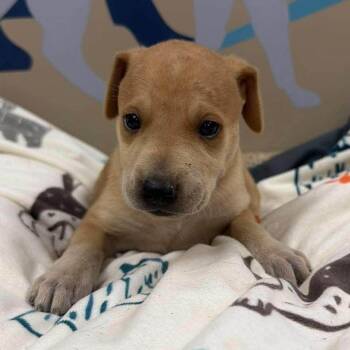 Rex -  Shepherd and Mixed Breed Dog for Adoption - Rex | PetCurious