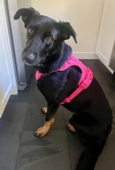 Willow -  Labrador Retriever and Shepherd Dog for Adoption in Oriskany, New York - Willow | PetCurious
