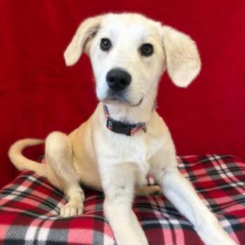 Anatolian Shepherd Dogs Available for Adoption in Pekin, Illinois - Milkshake | PetCurious