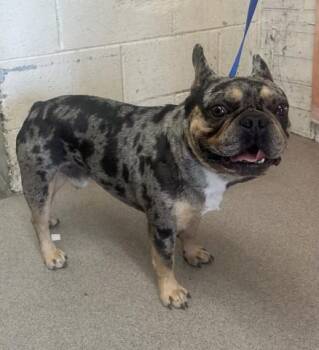 ARTHUR -  French Bulldog Dog for Adoption in San Bernardino, California - ARTHUR | PetCurious