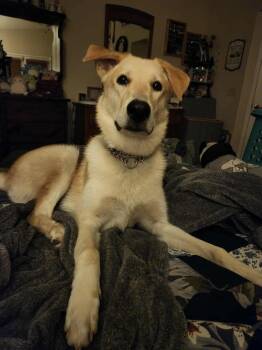 Husky Dogs Available for Adoption - Clifford | PetCurious