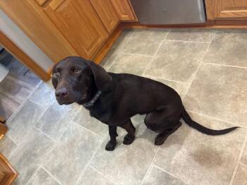 Aspen -  Labrador Retriever Dog for Adoption in Virginia, Minnesota - Aspen | PetCurious