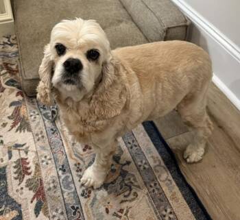 Maisy -  Cocker Spaniel Dog for Adoption in Irmo, South Carolina - Maisy | PetCurious