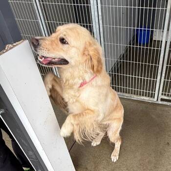 Sasha -  Golden Retriever Dog for Adoption in Carroll, Iowa - Sasha | PetCurious