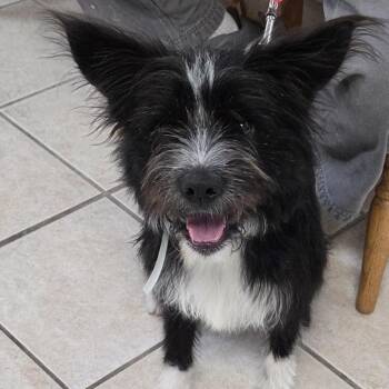 Wally -  Mixed Breed Dog Available for Adoption in Camden, Delaware - Wally | PetCurious