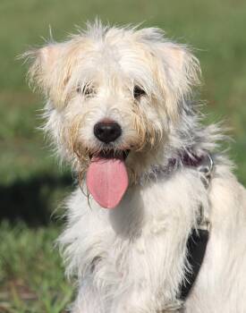 Willow -  Terrier Dog for Adoption in North Fort Myers, Florida - Willow | PetCurious