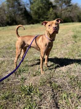 Pit Bull Terrier Dogs Available for Adoption in Charlotte, North Carolina - CRAWLER | PetCurious