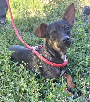 Chihuahua and Mixed Breed Dogs Available for Adoption in Corpus Christi, Texas - Cardi B | PetCurious