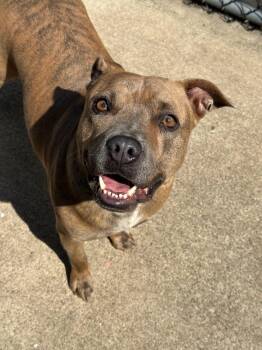 Pringle -  Pit Bull Terrier Dog for Adoption in Chicago, Illinois - Pringle | PetCurious