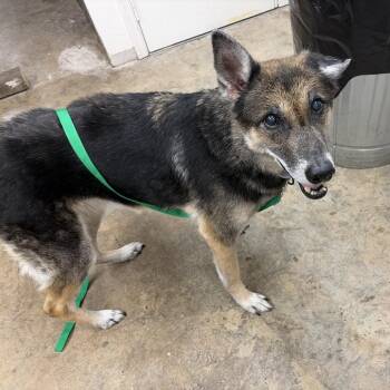 Jo -  German Shepherd Dog Dog for Adoption in Melrose, Florida - Jo | PetCurious