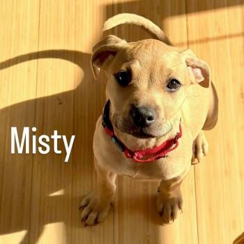 Labrador Retriever Dogs Available for Adoption in Largo, Florida - MISTY | PetCurious