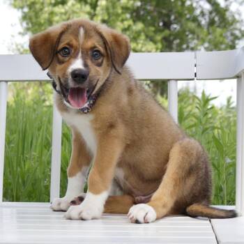 Classic Authors Litter - Shakespeare -  Great Pyrenees and Mixed Breed Dog for Adoption in Savage, Minnesota - Classic Authors Litter - Shakespeare | PetCurious
