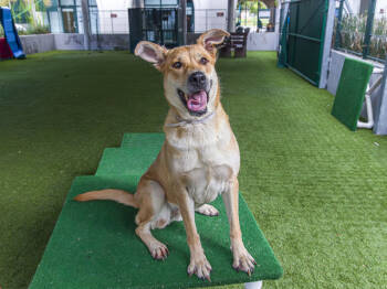 Rescue German Shepherd Dog and Mixed Breed Dogs for Adoption in Pasadena, California - CHARM | PetCurious