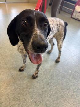 German Shorthaired Pointer Dogs Available for Adoption in Kalamazoo, Michigan - Debbie Raye | PetCurious