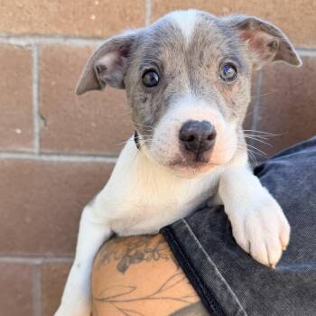Horton -  Pit Bull Terrier Dog for Adoption in Las Vegas, Nevada - Horton | PetCurious