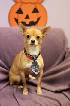 Cash in NH. Come Meet our Adoptable Dogs Wednesday-Saturday. Mor -  Chihuahua Dog for Adoption in Manchester, New Hampshire - Cash In NH. Come Meet Our Adoptable Dogs Wednesday-Saturday. Mor | PetCurious