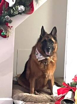 Rescue German Shepherd Dog Dogs for Adoption in Huntington, New York - COCO CHANEL | PetCurious