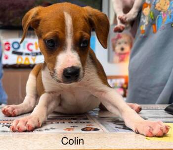 colin -  Jack Russell Terrier Dog for Adoption in Waverly, Tennessee - Colin | PetCurious