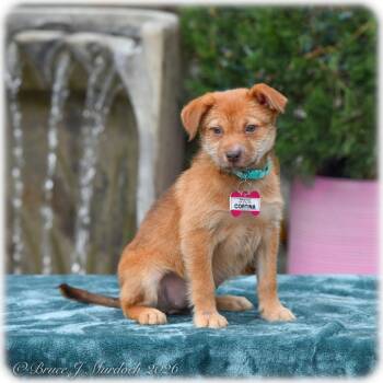 Terrier Dogs Available for Adoption - Cortina | PetCurious