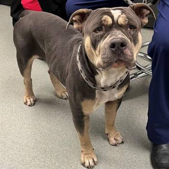 Pit Bull Terrier Dogs Available for Adoption - CLOVE | PetCurious