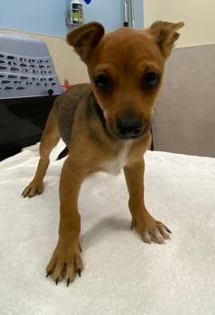 Chihuahua and Terrier Dogs Available for Adoption - Petey | PetCurious