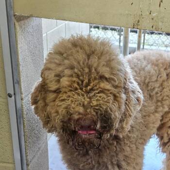 Bea -  Standard Poodle Dog Available for Adoption in Bronson, Florida - Bea | PetCurious