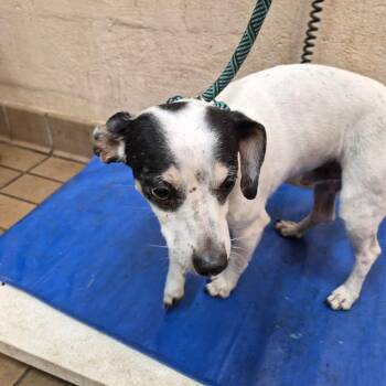 Jeremiah -  Terrier and Chihuahua Dog for Adoption in Birmingham, Alabama - Jeremiah | PetCurious