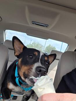 Flint -  Australian Cattle Dog Blue Heeler and Staffordshire Bull Terrier Dog for Adoption in Oswego, Illinois - Flint | PetCurious