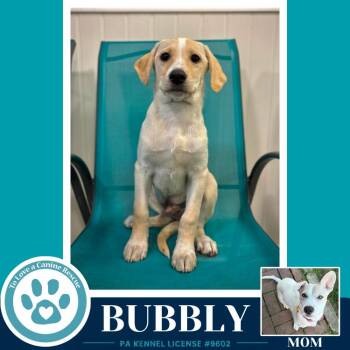 Labrador Retriever Dogs Available for Adoption in Kimberton, Pennsylvania - Bubbly (Bonny