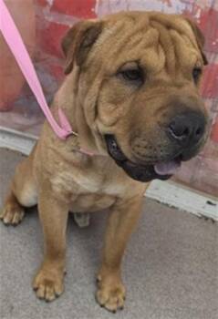 Shar Pei Dogs Available for Adoption in San Bernardino, California - DIJON | PetCurious