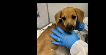 Salem (SC) -  Terrier Dog for Adoption in New York, New York - Salem (SC) | PetCurious