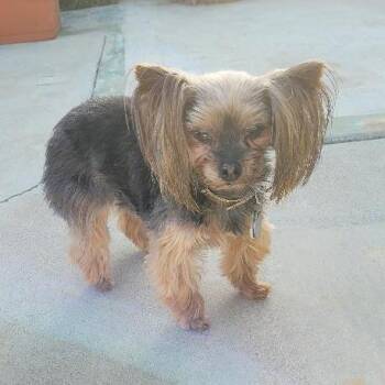Esme -  Yorkshire Terrier Dog for Adoption in Ramona, California - Esme | PetCurious