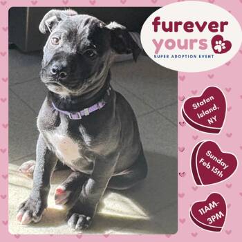 Pit Bull Terrier and Labrador Retriever Dogs Available for Adoption - Wilkie | PetCurious