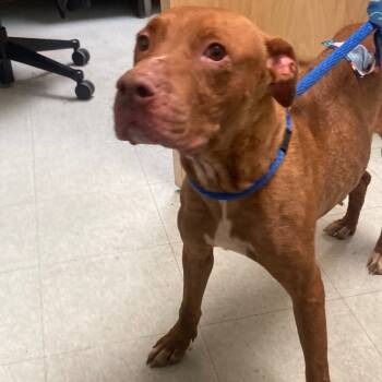 Rescue Pit Bull Terrier Dogs for Adoption in Philadelphia, Pennsylvania - Wanda | PetCurious