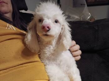 Miniature Poodle Dogs Available for Adoption - White Lightning - Special Needs - Vision Impaired | PetCurious