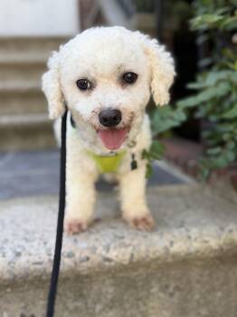 Snowy -  Bichon Frise Dog for Adoption in New York, New York - Snowy | PetCurious